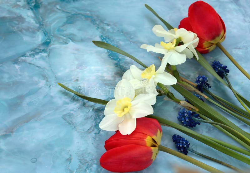 Colorful spring flowers royalty free stock photo Colorful spring flowers royalty free stock photo