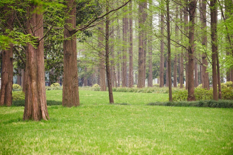 Colorful spring summer park with flowers, green grass and trees