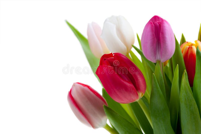 Colorful spring tulips