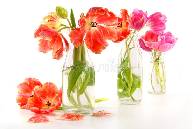 Colorful spring tulips in old milk bottles