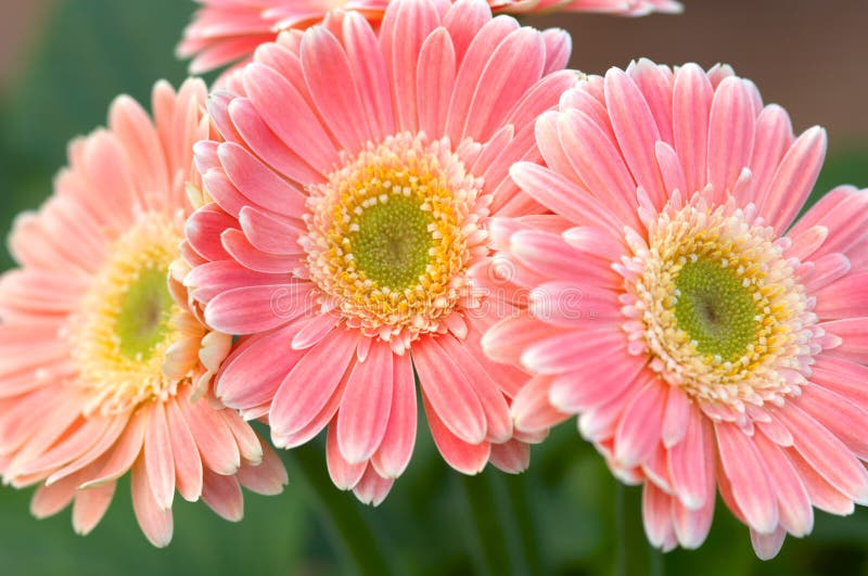 Colorful springtime flowers