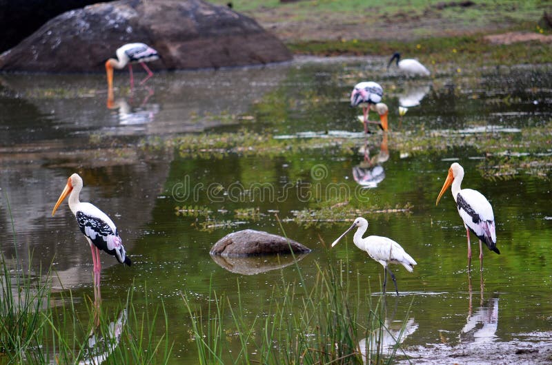 Colorful stork, SrÃ­ Lanka