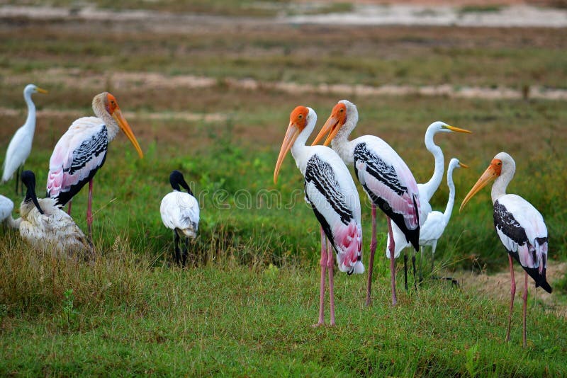 Colorful storks by the lake, SrÃ­ Lanka