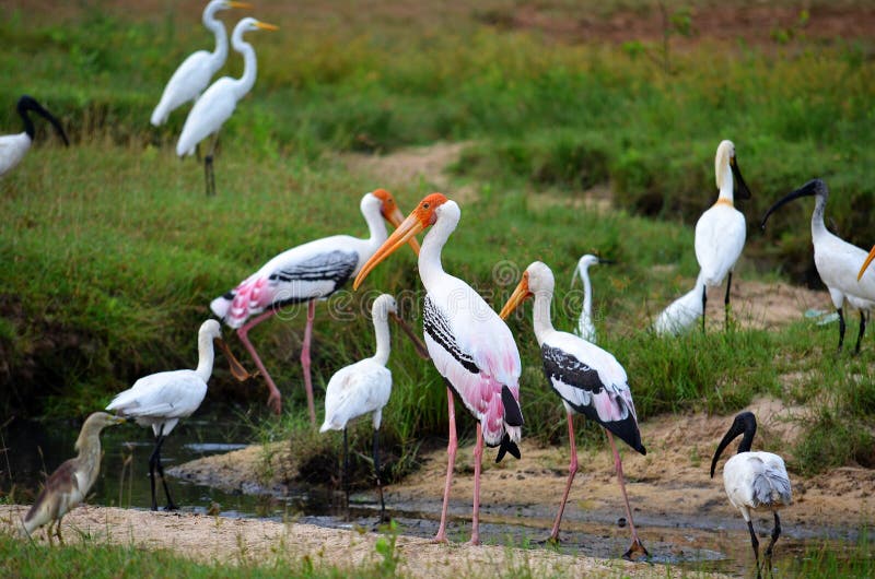 Colorful storks, SrÃ­ Lanka