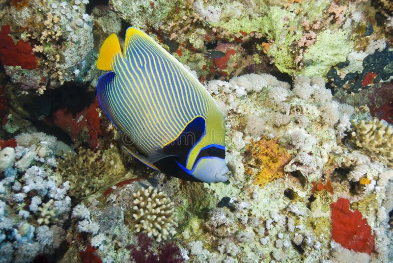 Colorful striped tropical Emperor angelfish. royalty free stock photo