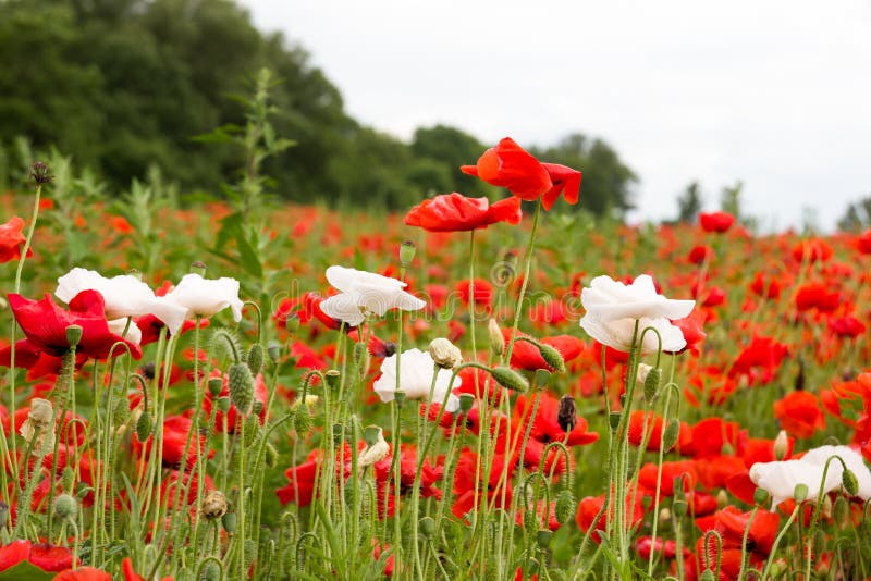 Colorful summer field with red poppies and white flowers