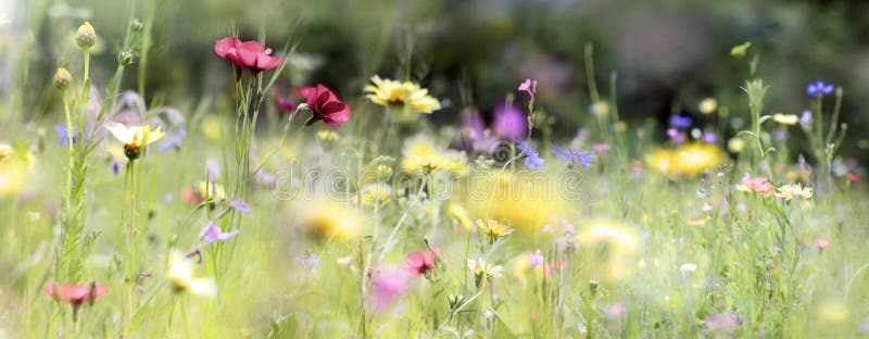 A wildflower meadow panorama in warm sunlight. View on fresh colorful flowers in summer. Natural growth areas concept. A wildflower meadow panorama in warm sunlight. View on fresh colorful flowers in summer. Natural growth areas concept