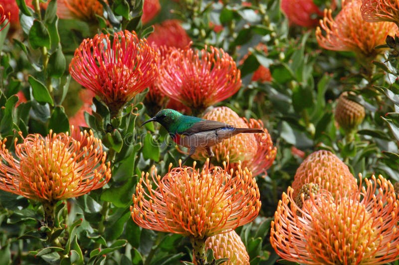 Leucospermum cordifolium (Nodding Pincushion)