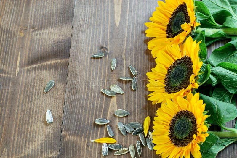 sunflowers wooden fence closeup brown summer copy space sunflowers wooden fence closeup brown summer copy space