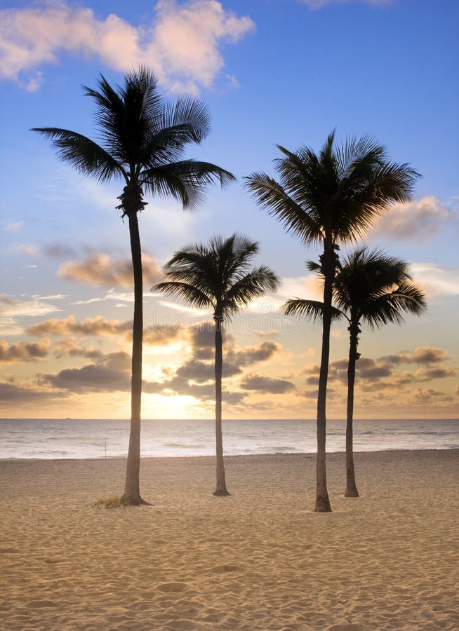 Colorful sunrise at Tropical summer paradise in Miami Beach Florida with silhouettes of palm trees and ocean in the background , with pristine sands and cloudy sky. Colorful sunrise at Tropical summer paradise in Miami Beach Florida with silhouettes of palm trees and ocean in the background , with pristine sands and cloudy sky