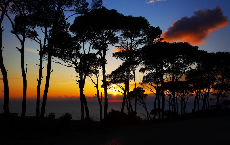 Colorful sunset in the pine forest