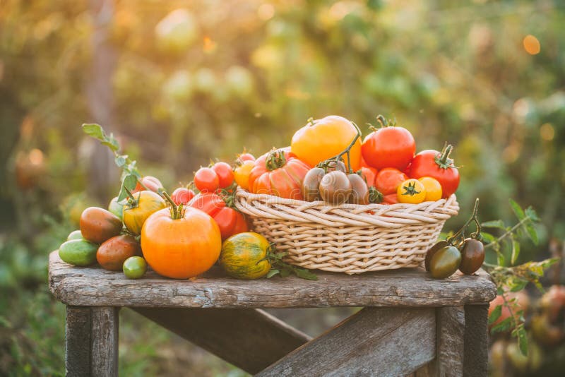 Colorful tomatoes on little vintage wooden table.