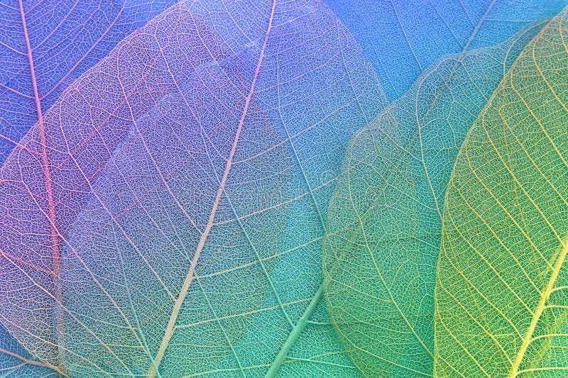Colorful transparent and delicate skeleton leaves stock photo