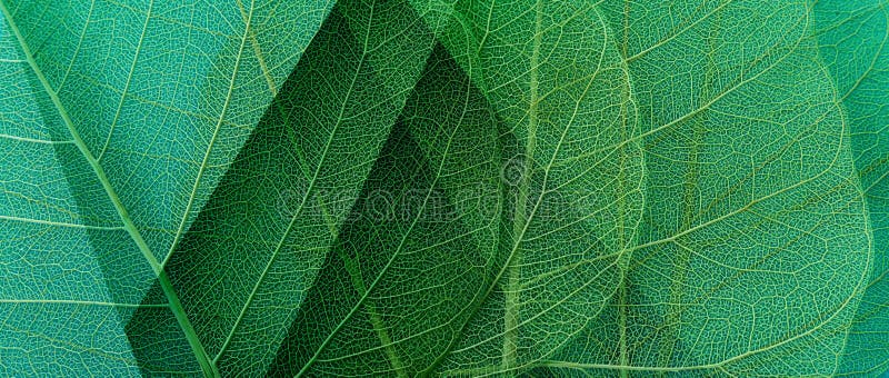 Colorful transparent and delicate skeleton leaves stock image