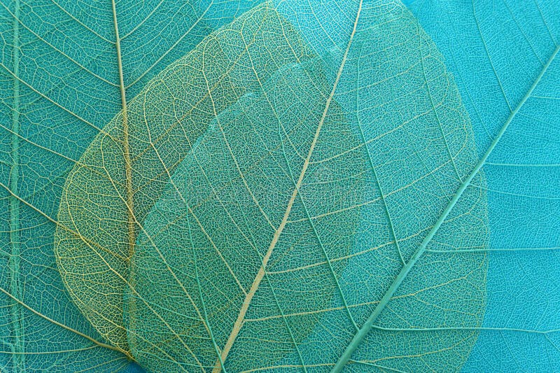 Colorful transparent and delicate skeleton leaves royalty free stock images