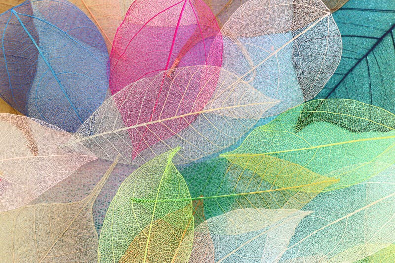 Colorful transparent and delicate skeleton leaves over metallic background royalty free stock photography
