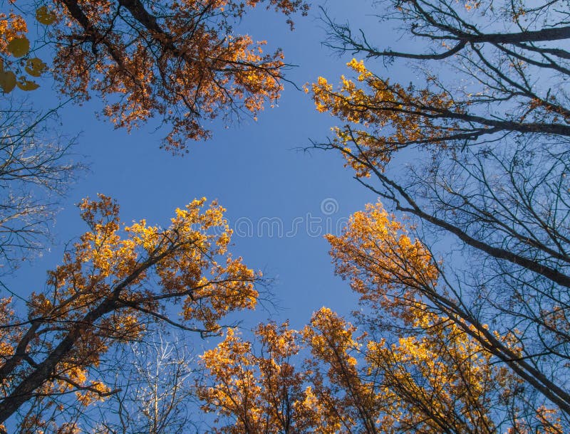 3 102 Tree Look Up Sky Photos Free Royalty Free Stock Photos From Dreamstime 3 102 Tree Look Up Sky Photos Free Royalty Free Stock Photos From Dreamstime