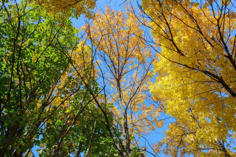 Colorful Tree Tops stock photo. Image of fall, light - 89538224