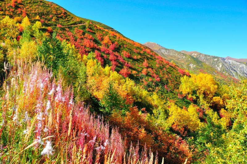 Colorful trees, Svaneti Georgia stock images