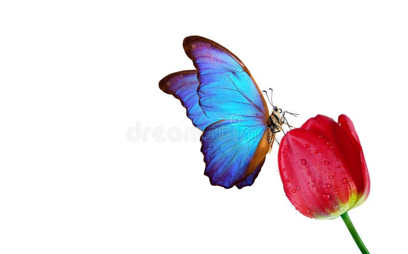 Colorful tropical blue morpho butterfly on tulip flower isolated on white. copy space