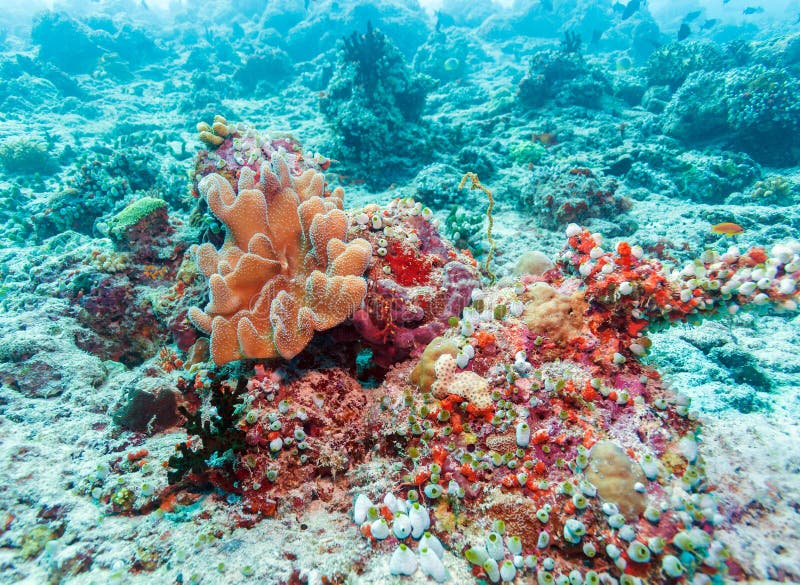 Colorful Tropical Coral Reef Landscape Stock Photo Image