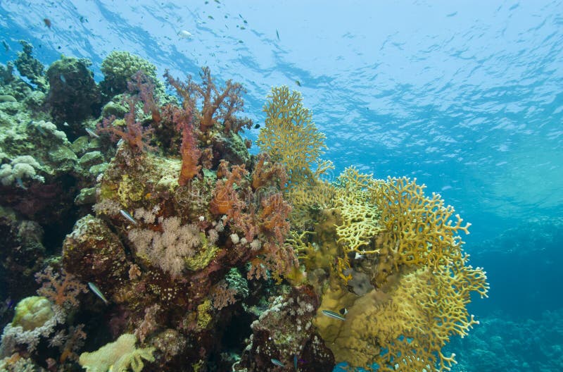 Colorful tropical coral scene in shallow water.