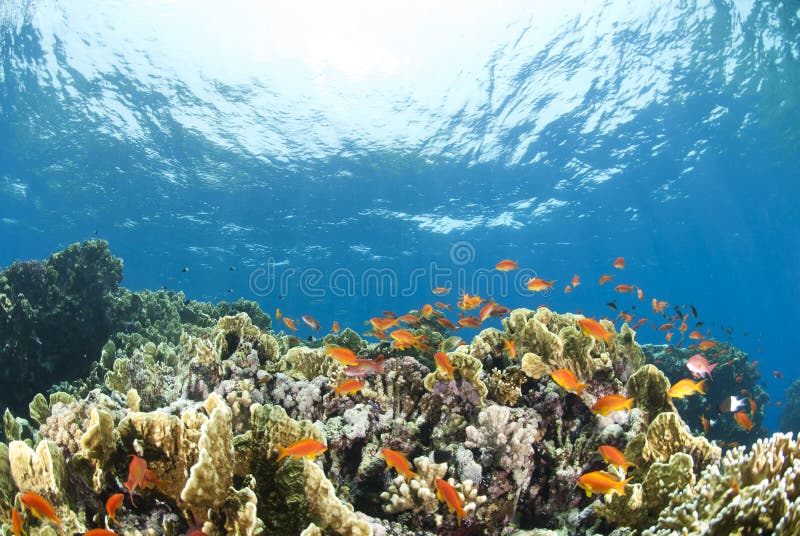 Colorful tropical coral scene in shallow water.