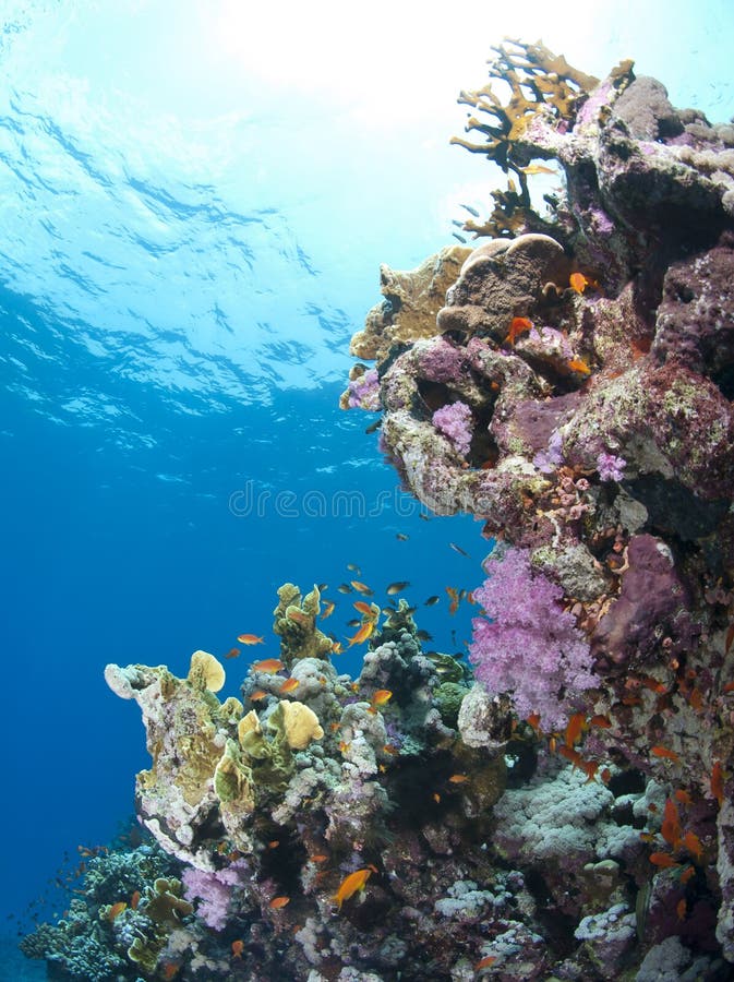 Colorful tropical coral scene in shallow water.
