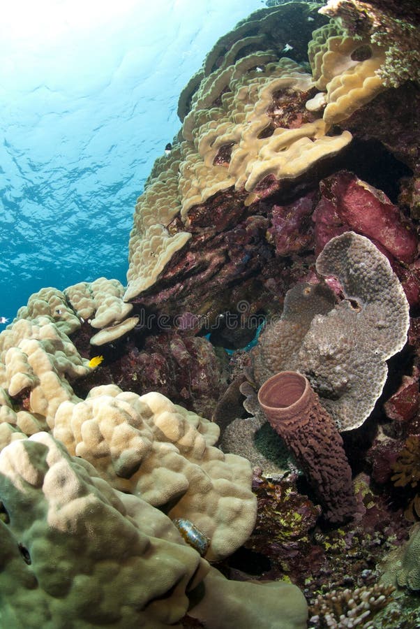 Colorful tropical coral scene in shallow water.