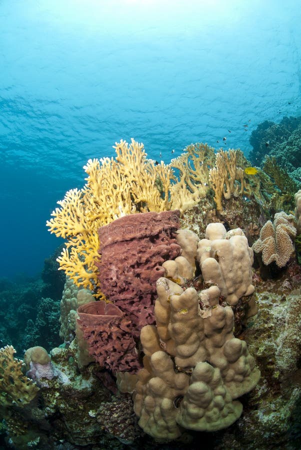 Colorful tropical coral scene in shallow water.