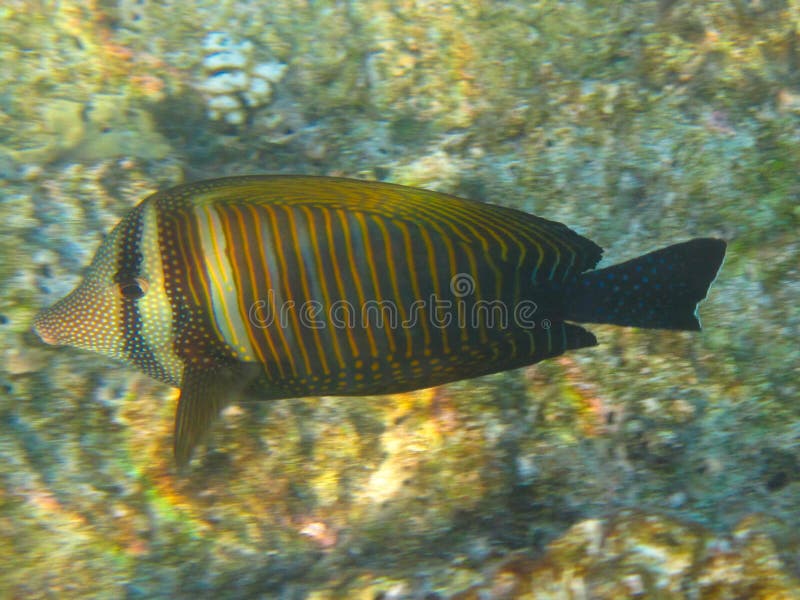 Colorful tropical fish stock photo. Image of water, aquatic - 12928138