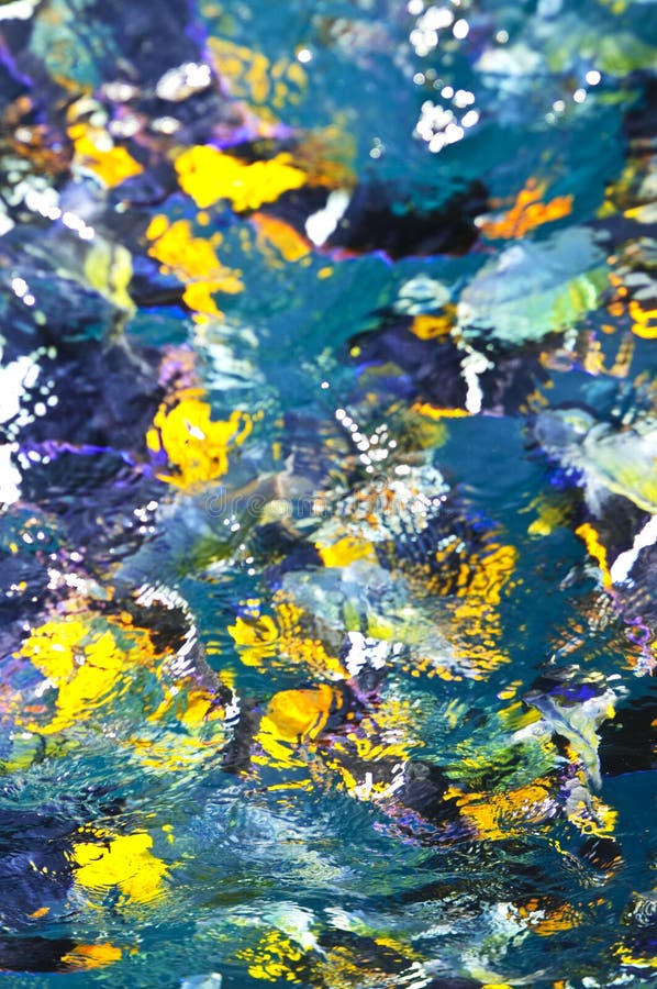 Colorful tropical fish stock photo Colorful tropical fish stock photo