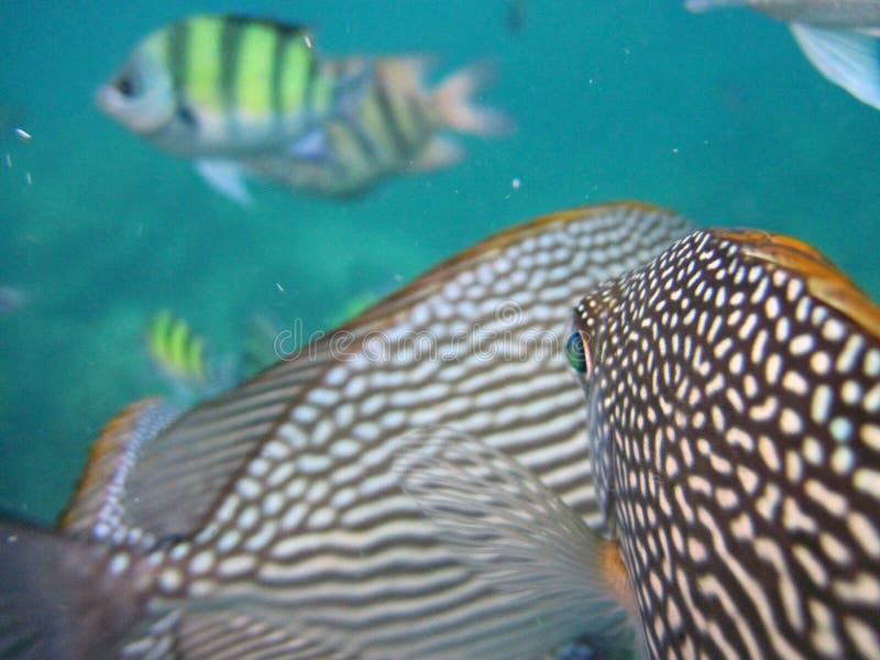 Colorful tropical fish stock image. Image of andaman - 26936283
