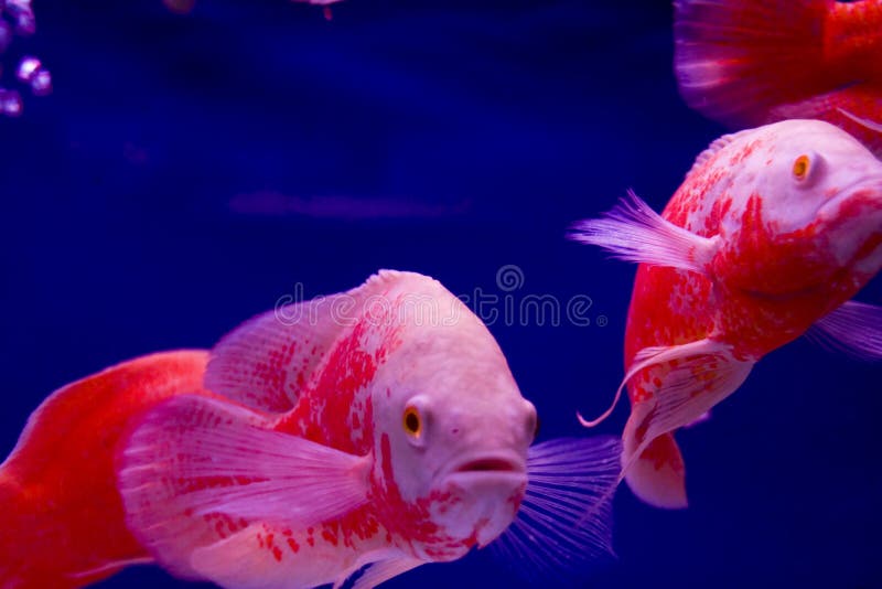 Colorful tropical fish stock photo. Image of marine, tranquility - 5593444