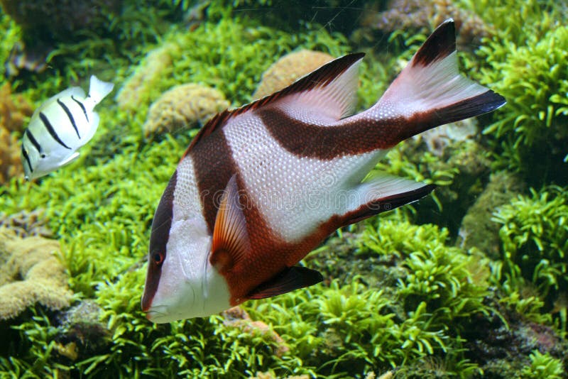 Colorful tropical fish royalty free stock images Colorful tropical fish royalty free stock images