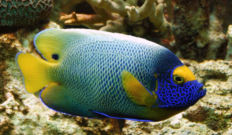  Tropical Fish Tanks: Tips for Designing a Captivating Tropical Fish Tank thumbnail