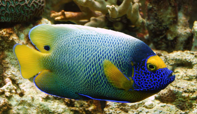 Colorful Tropical Fish Royalty Free Stock Photos - Image: 7500868