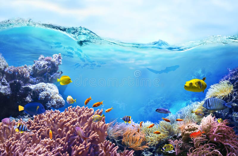 142,855 Coral Underwater Life Stock Photos - Free & Royalty-Free Stock ...