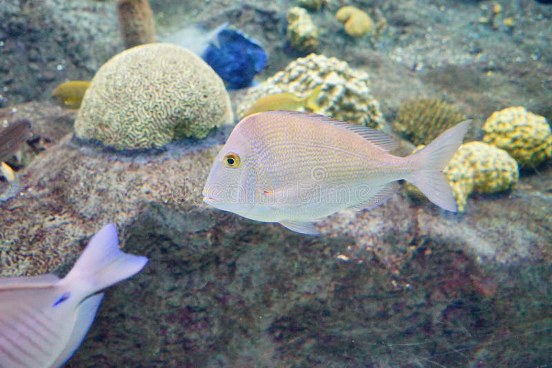 Colorful Tropical fish stock image. Image of creatures - 101484037