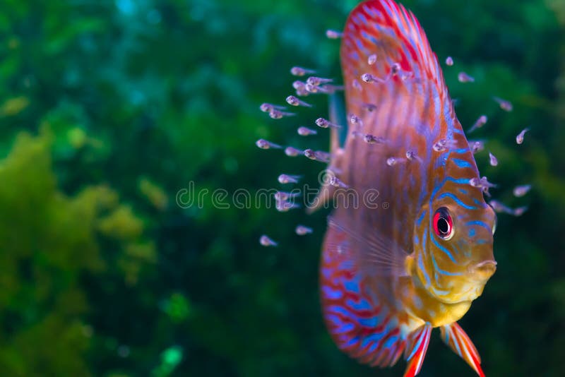 Colorful tropical fish