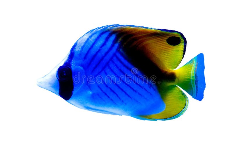 Tropical Coral Reef Fish. White Background Stock Image - Image of aqua,  reef: 197330161