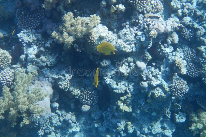 Colorful tropical fish swim among corals in the Red Sea stock image Colorful tropical fish swim among corals in the Red Sea stock image