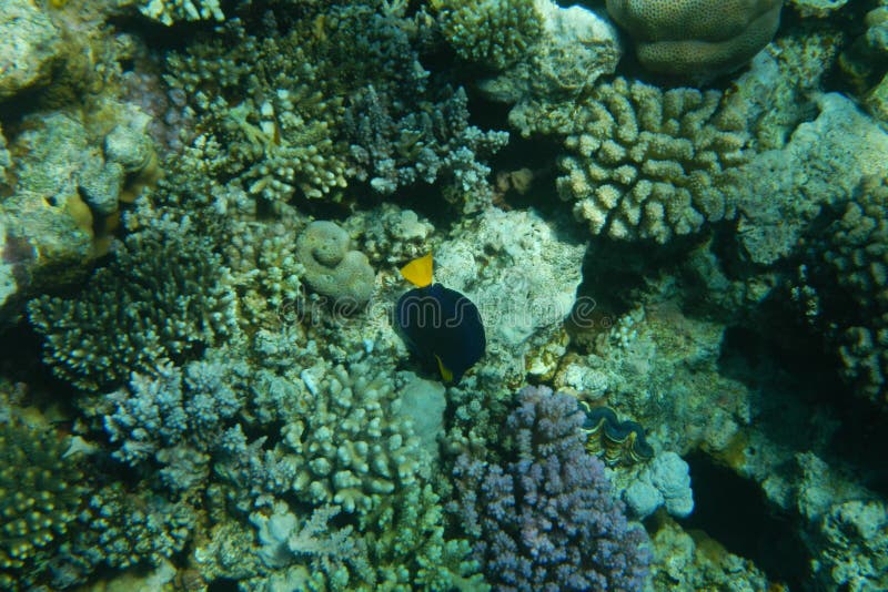 Colorful tropical fish swim among corals in the Red Sea royalty free stock photos Colorful tropical fish swim among corals in the Red Sea royalty free stock photos