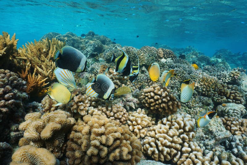 Colorful tropical fish underwater on a coral reef