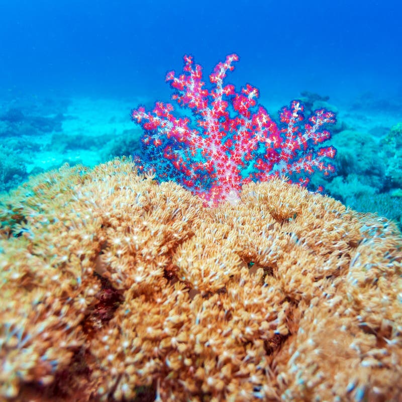 Vistoso Acantilado suave corales,,.
