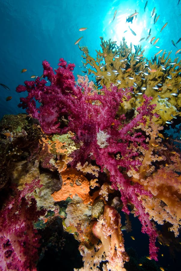 Colorful tropical reef scene with floral corals