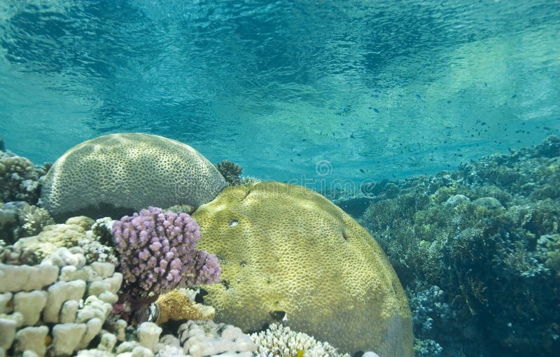 A colorful tropical reef scene in shallow water.