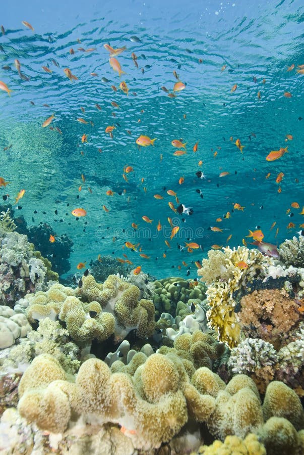 A colorful tropical reef scene in shallow water.