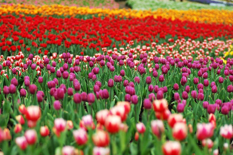 Colorful tulip-1