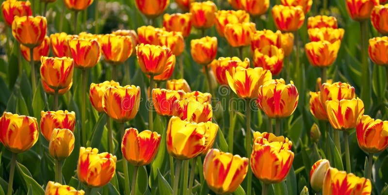 Colorful tulip field